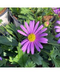 Brachychome Multifida Brasco