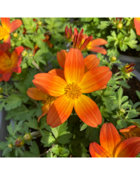 Bidens Taka Tuka M Red Yellow Center
