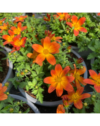 Bidens Taka Tuka M Red Yellow Center