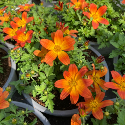 Bidens Taka Tuka M Red Yellow Center