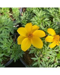 Bidens Ferulifolia Solaire Horizon