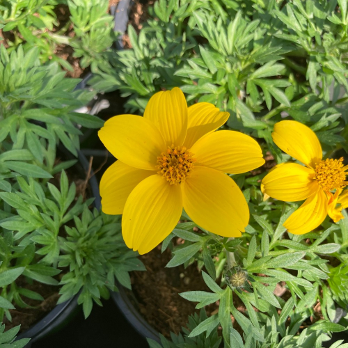 Bidens Ferulifolia Solaire Horizon