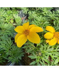 Bidens Ferulifolia Solaire Horizon