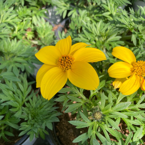 Bidens Ferulifolia Solaire Horizon