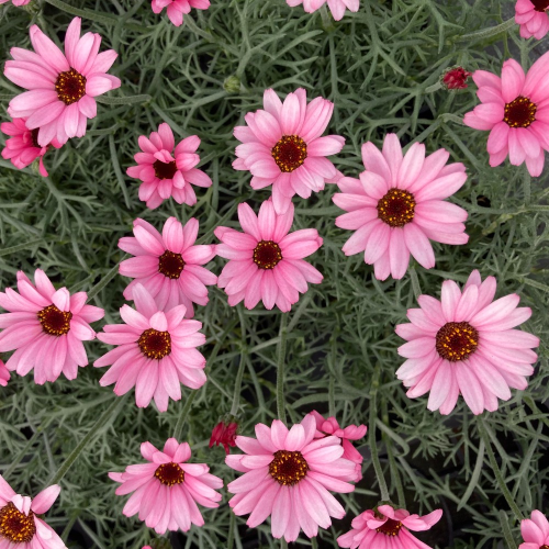 Leucanthemum Africa rose