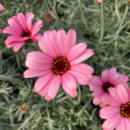 Leucanthemum Africa rose