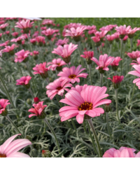 Leucanthemum Africa rose