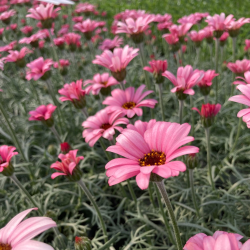 Leucanthemum Africa rose