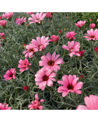 Leucanthemum Africa rose