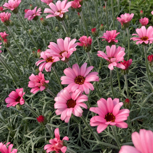 Leucanthemum Africa rose