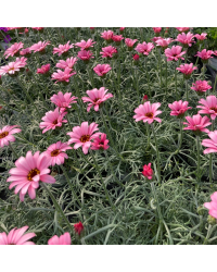 Leucanthemum Africa rose