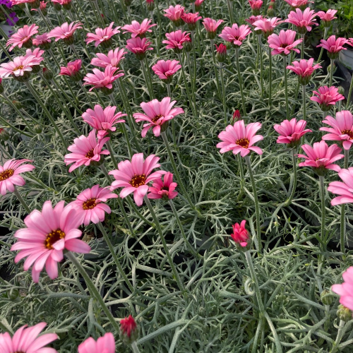 Leucanthemum Africa rose