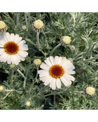 Leucanthemum Africa rose