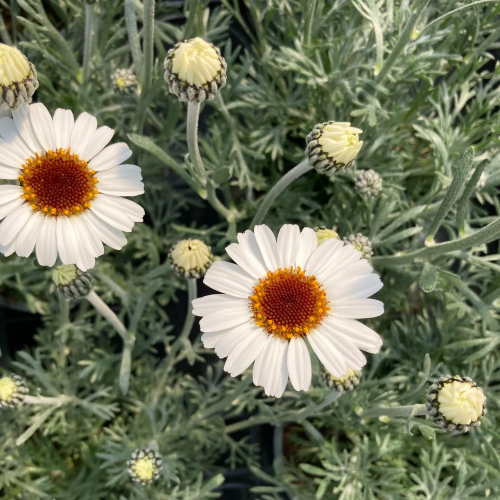 Leucanthemum Africa rose