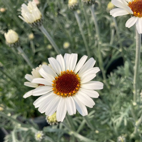 Leucanthemum Africa rose