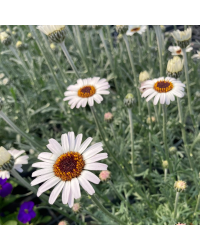 Leucanthemum Africa rose