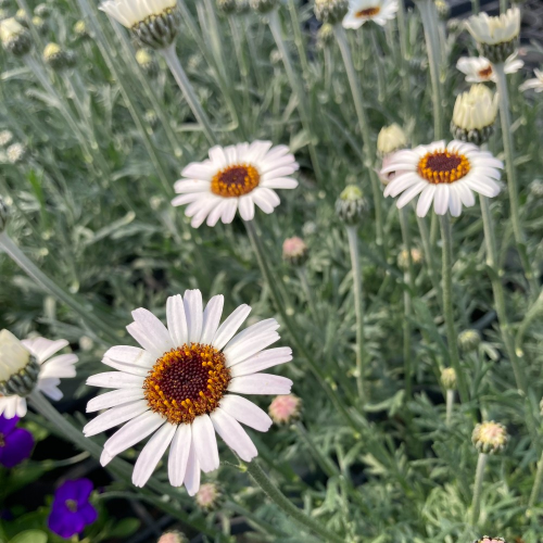 Leucanthemum Africa rose