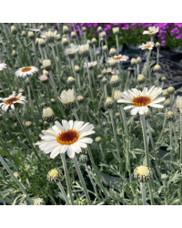 Leucanthemum Africa rose