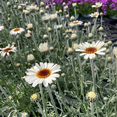 Leucanthemum Africa rose