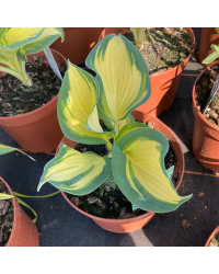 Hosta Snow Cap