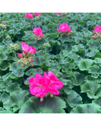 Geranium Zonal Toscana Hanna