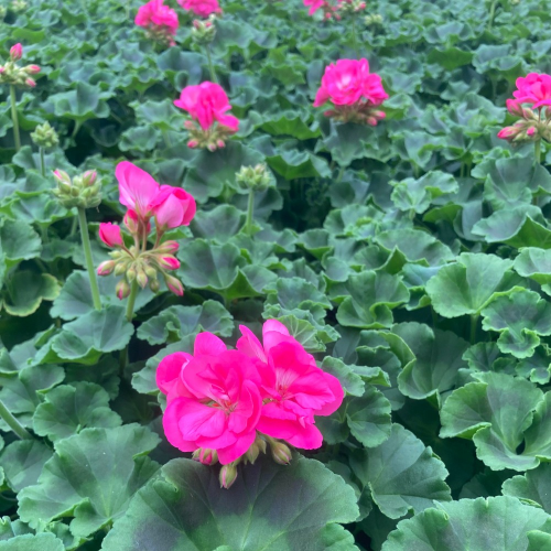 Geranium Zonal Toscana Hanna