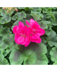 Geranium Zonal Toscana Hanna