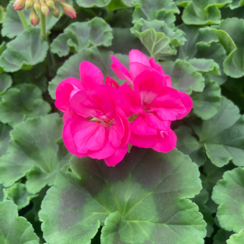 Geranium Zonal Toscana Hanna