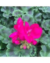 Geranium Droit Big Ezee Neon