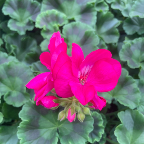 Geranium Droit Big Ezee Neon