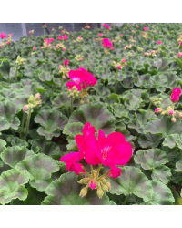 Geranium Droit Big Ezee Neon