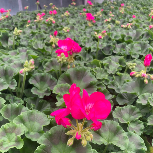 Geranium Droit Big Ezee Neon