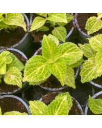 Coleus Chartres Street