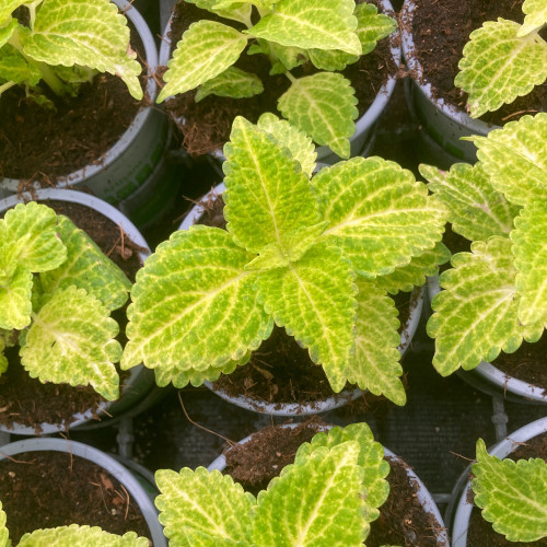 Coleus Chartres Street