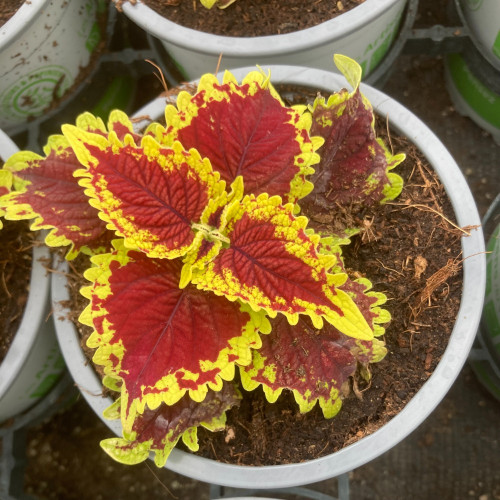 Coleus Stained Glassworks Crown Jewel