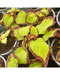 Coleus Stained Glassworks Velvet