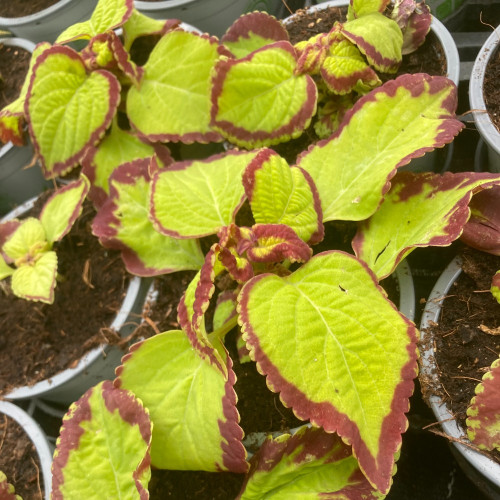 Coleus Stained Glassworks Velvet