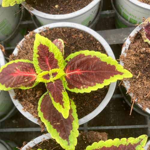Coleus Main Street Alligator Alley