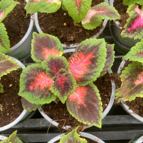 Coleus Fifth Avenue