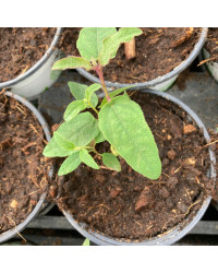 Eucalyptus Citriodora Lemon Bush