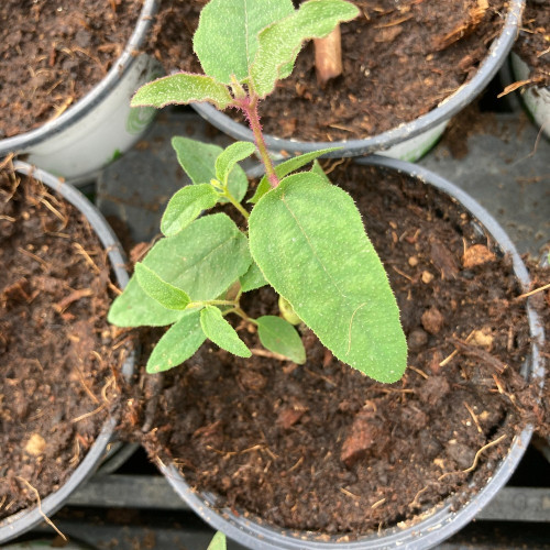 Eucalyptus Citriodora Lemon Bush