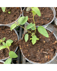 Eucalyptus Citriodora Lemon Bush