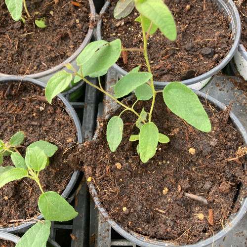 Eucalyptus Citriodora Lemon Bush