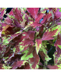Coleus Red Yellow Finger