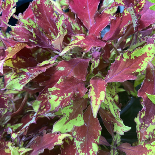 Coleus Red Yellow Finger