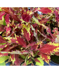 Coleus Red Yellow Finger
