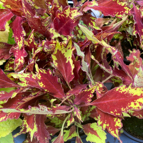 Coleus Red Yellow Finger