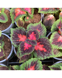 Coleus Fifth Avenue