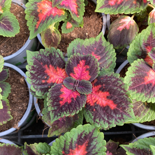 Coleus Fifth Avenue