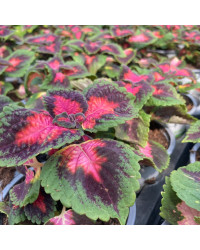 Coleus Fifth Avenue